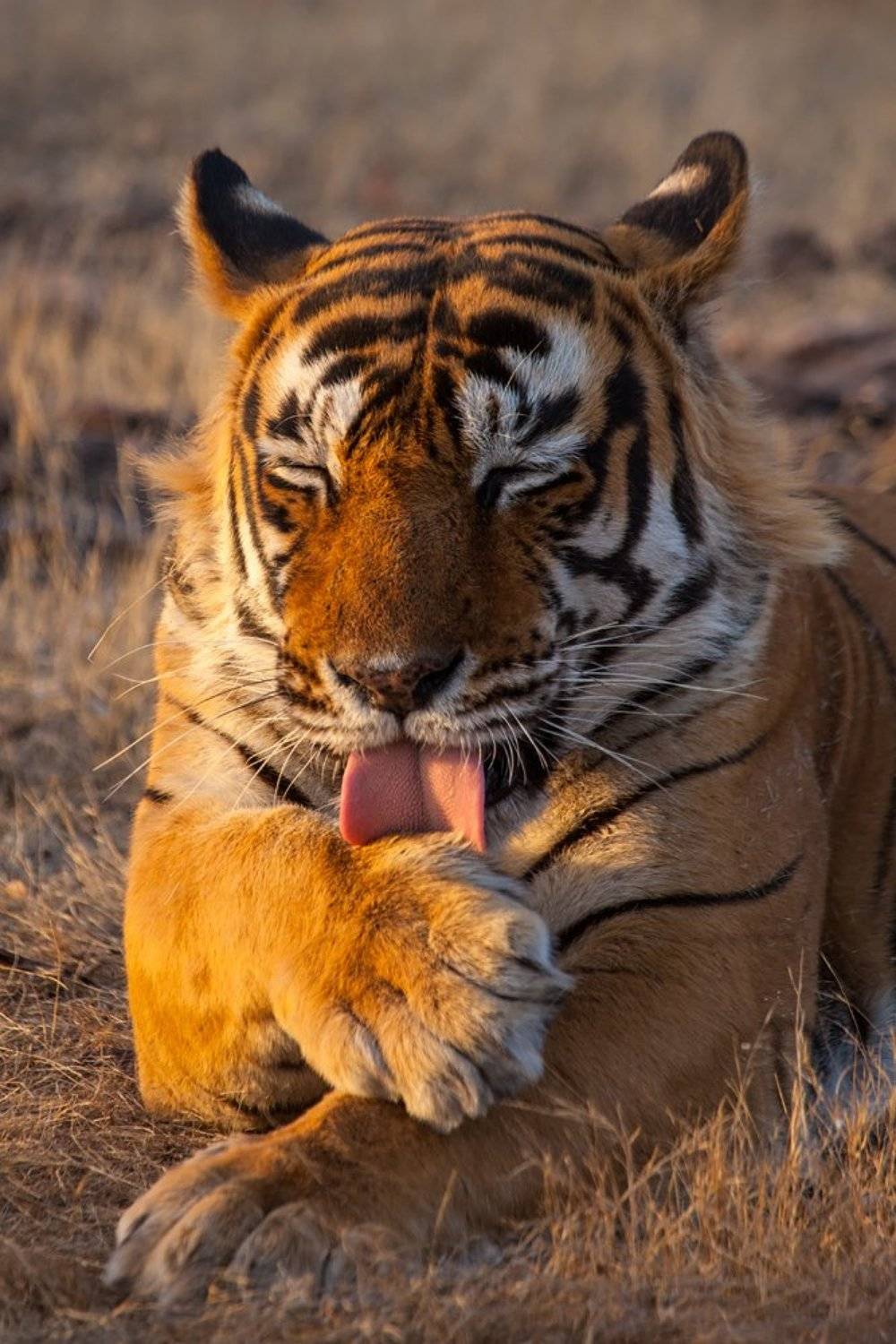 Тигр, кошка, Рантамбор, , Арсений Кашкаров