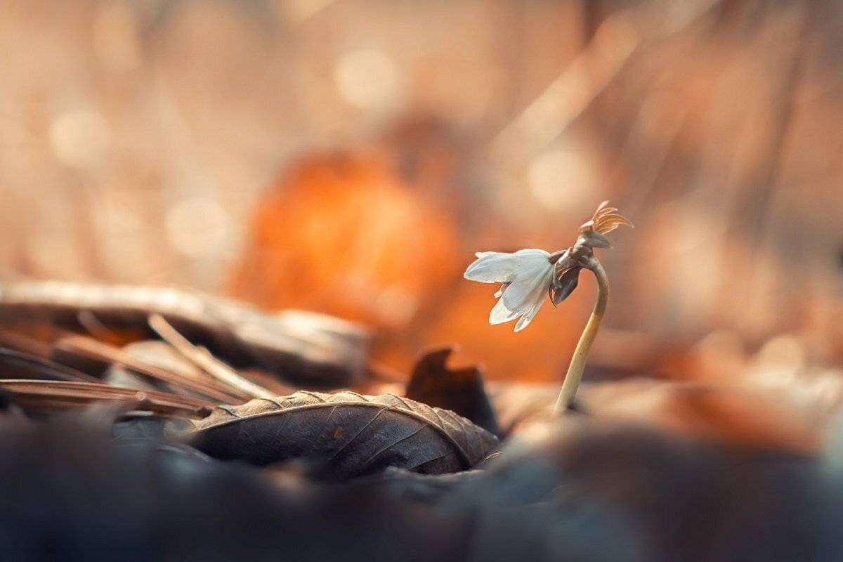 , Шинкарева Елена