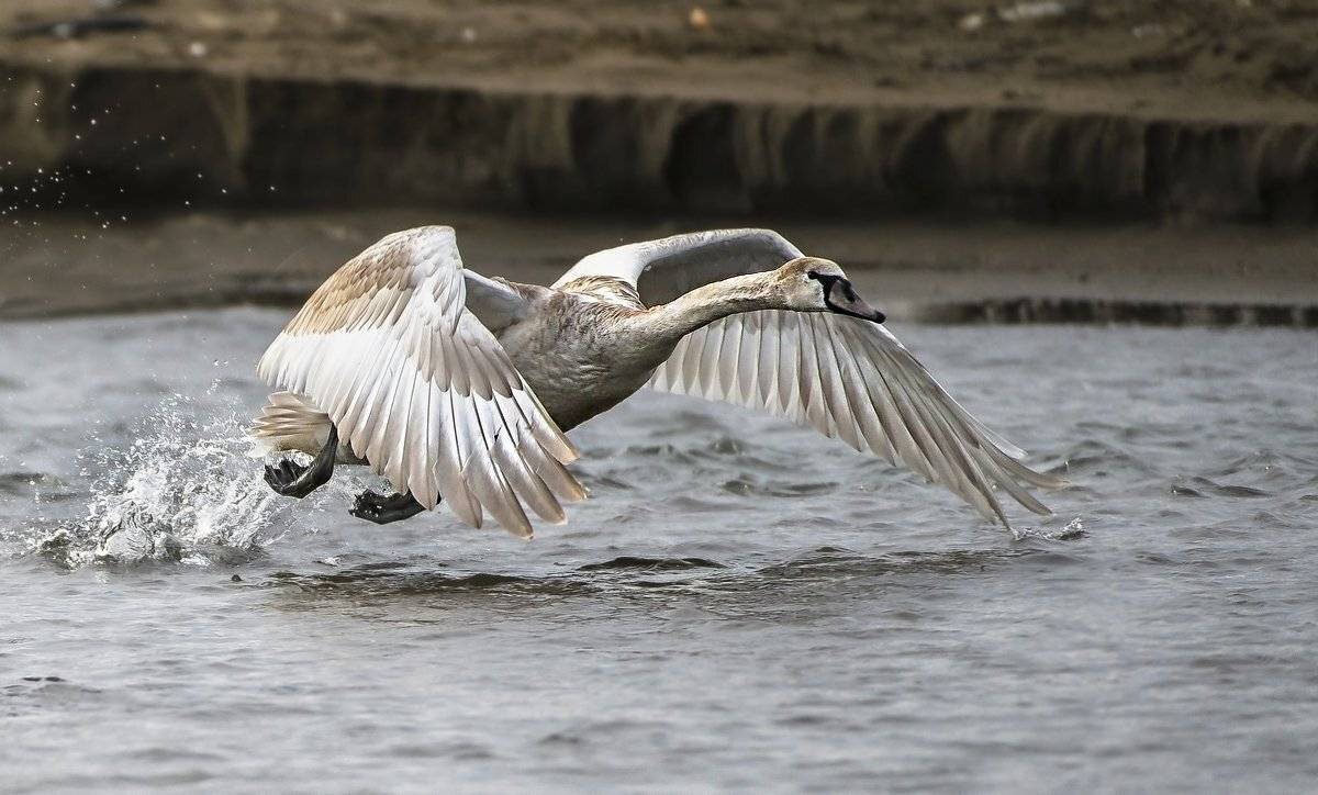 взлет, Александр Маркелов