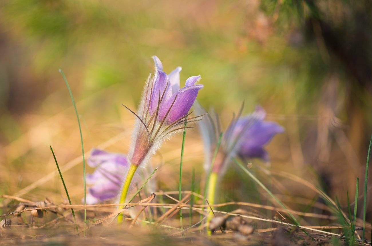 сон-трава прострел анемона, Галанзовская Оксана