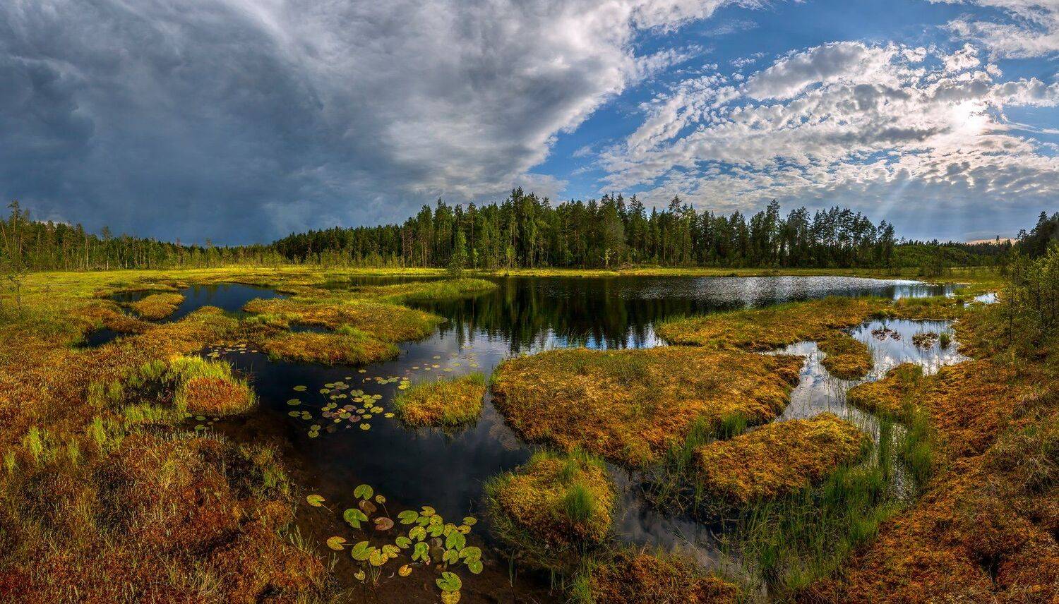 ленинградская область, озеро, гроза, кувшинки, берег, лето., Лашков Фёдор