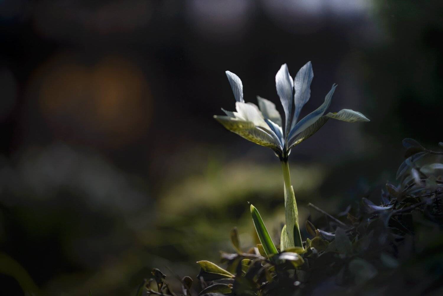 природа, макро, весна, цветы, крокус, ирис, Неля Рачкова