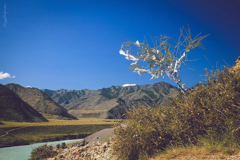 горный, республика, алтай, м52, р256, чуйский, тракт, катунь, чуя, слияние, устье, река, лето, горы, дерево, небо Над Катунью фото превью