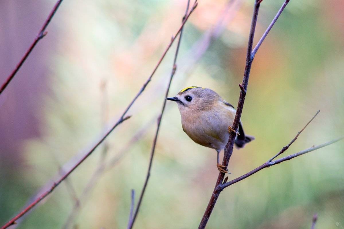 Goldcrest, birds, wildlife, Wojciech Grzanka
