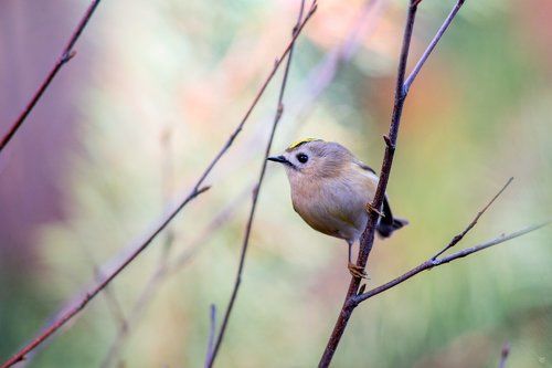 Goldcrest in pastels