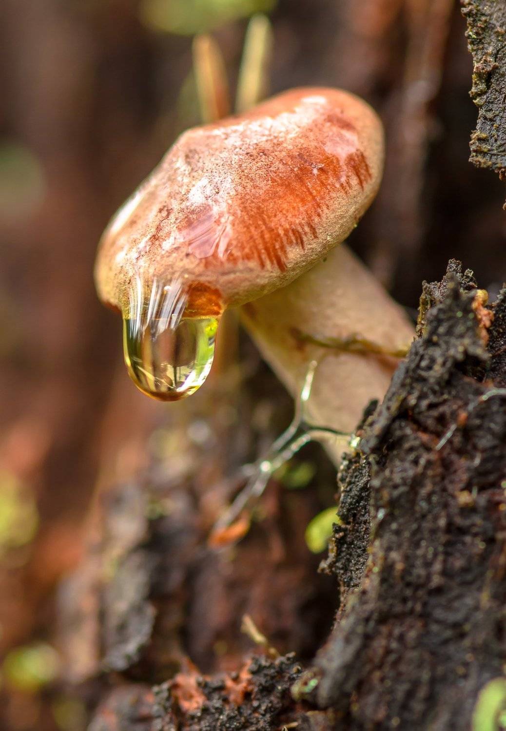 горькушка, гриб, макро, природа, верховое болото, пень, осень, капля, после дождя, Ксения Соварцева