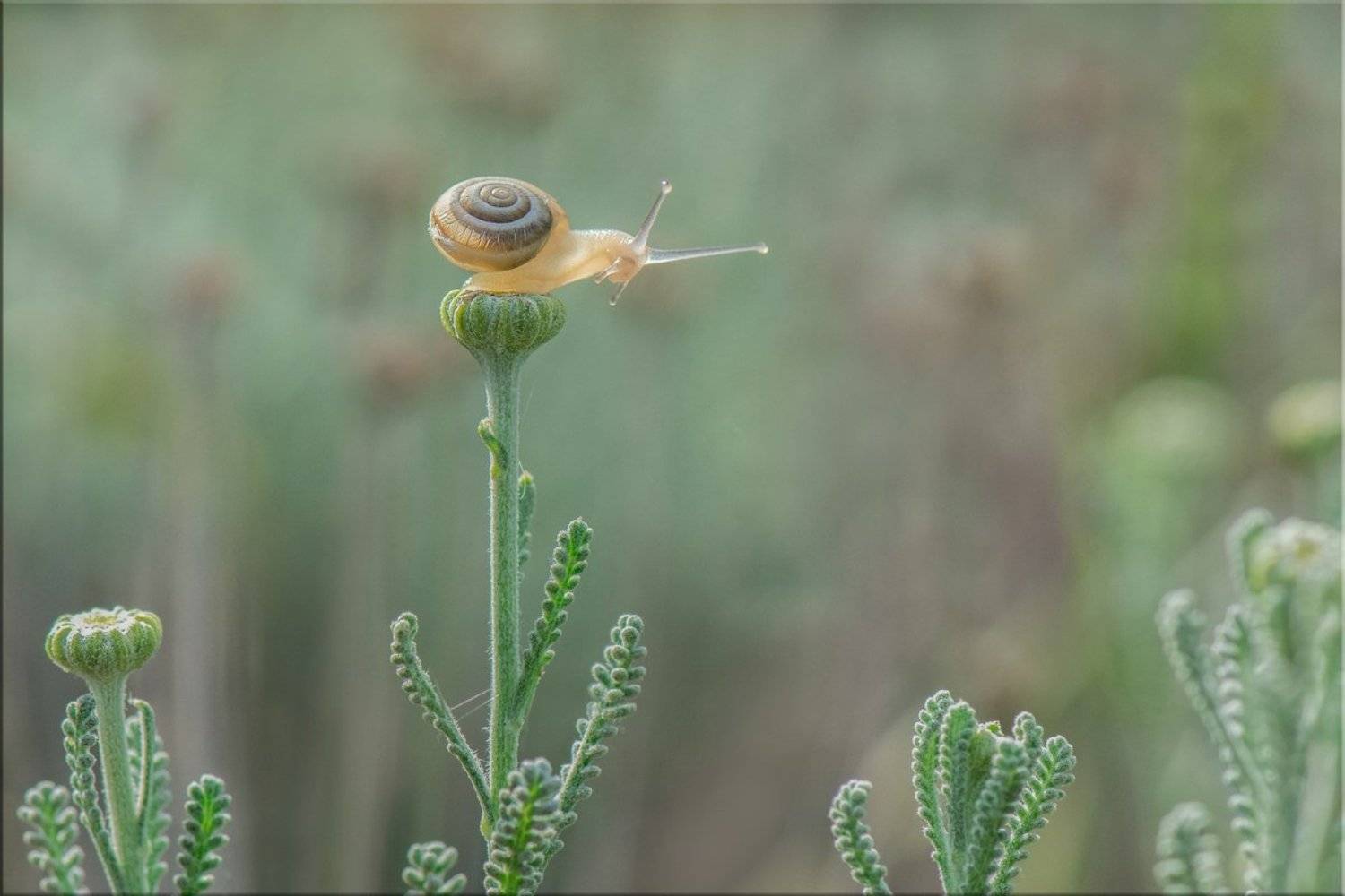 улитка, апрель, утро, Людмила Бекман