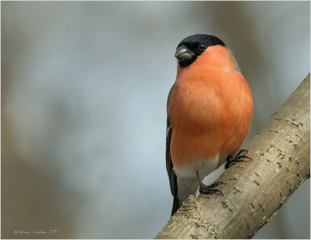 , Валерий Субачев
