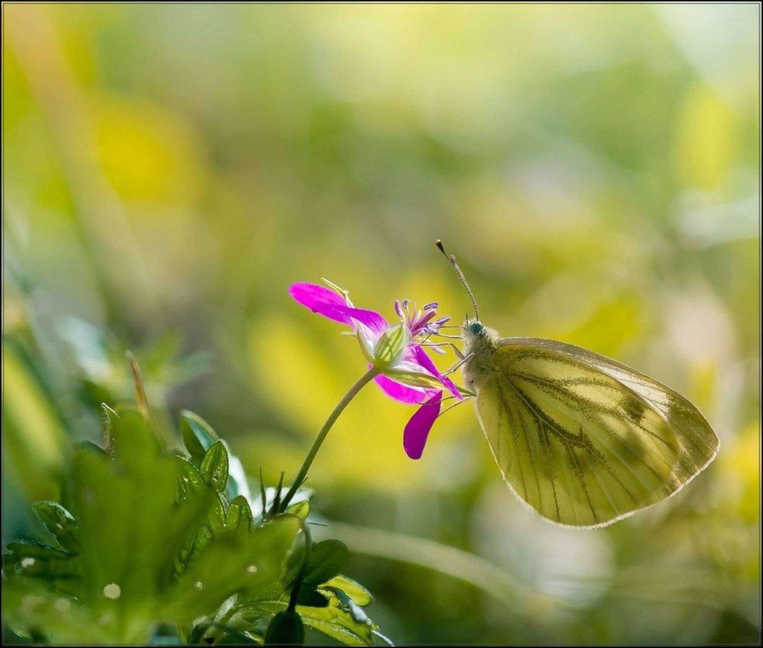 макро, Виктор Парщиков