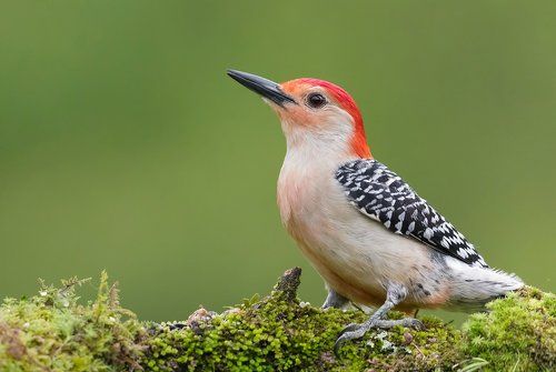 Птички и Белка - Birds and Squirrel