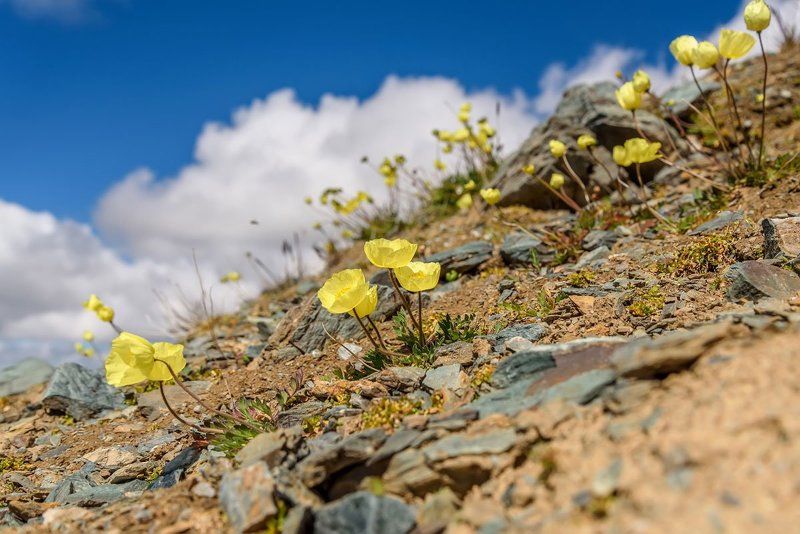 маки, горы, желтые, цветы, yellow, poppy, flowers, mountains, алтай, altai Горные маки фото превью
