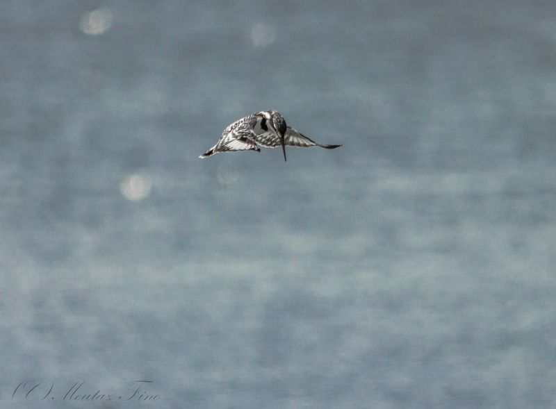 Pied Kingfisher фото превью