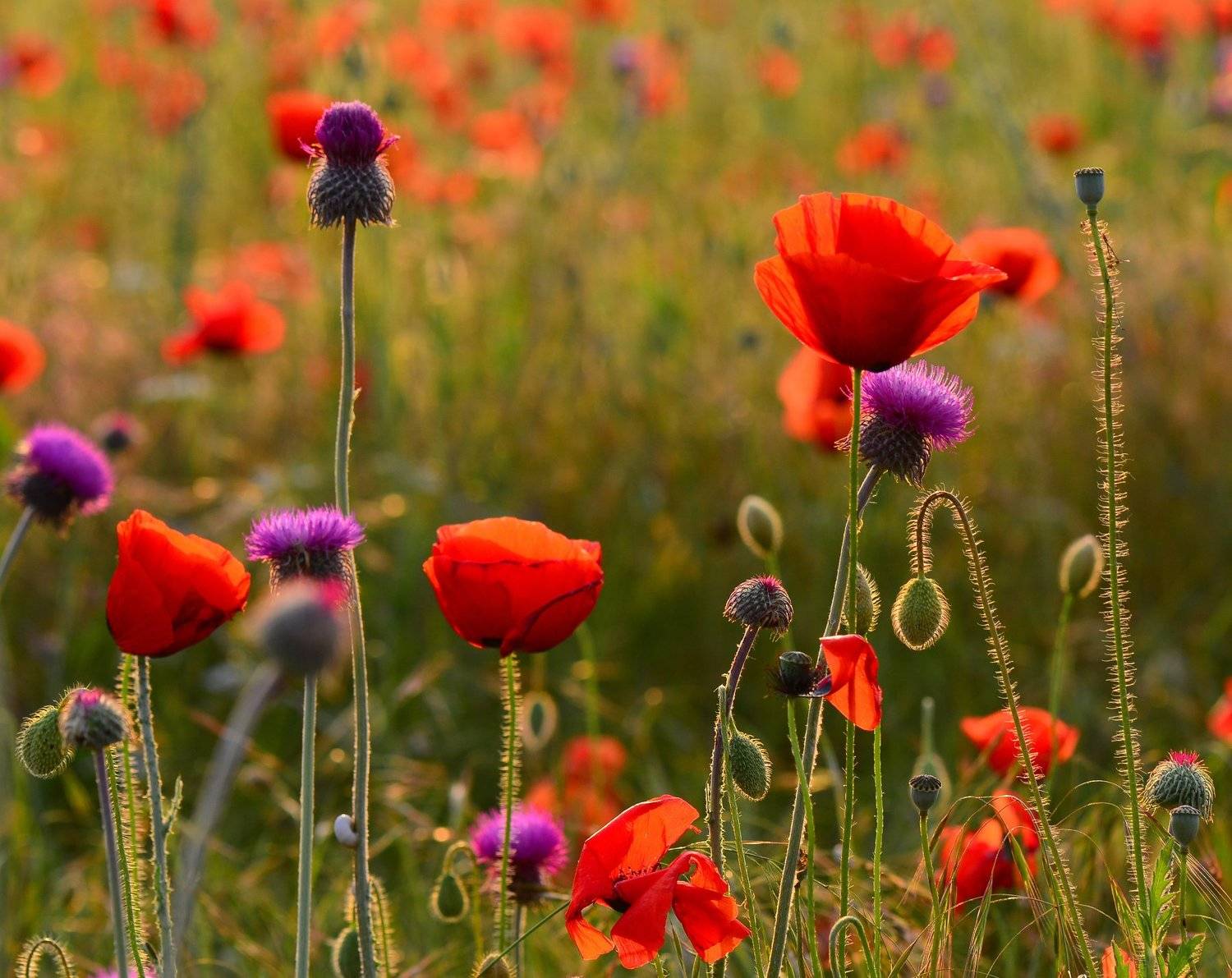 макро, маки, цветение, Mashin Rostislav