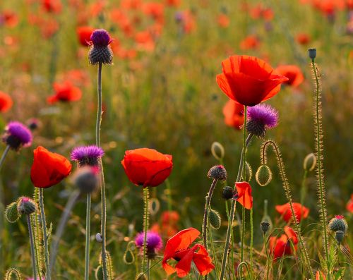 Вечер в маковом поле