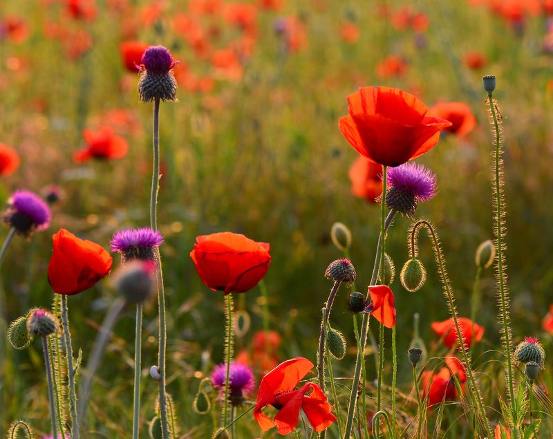 макро, маки, цветение Вечер в маковом поле фото превью