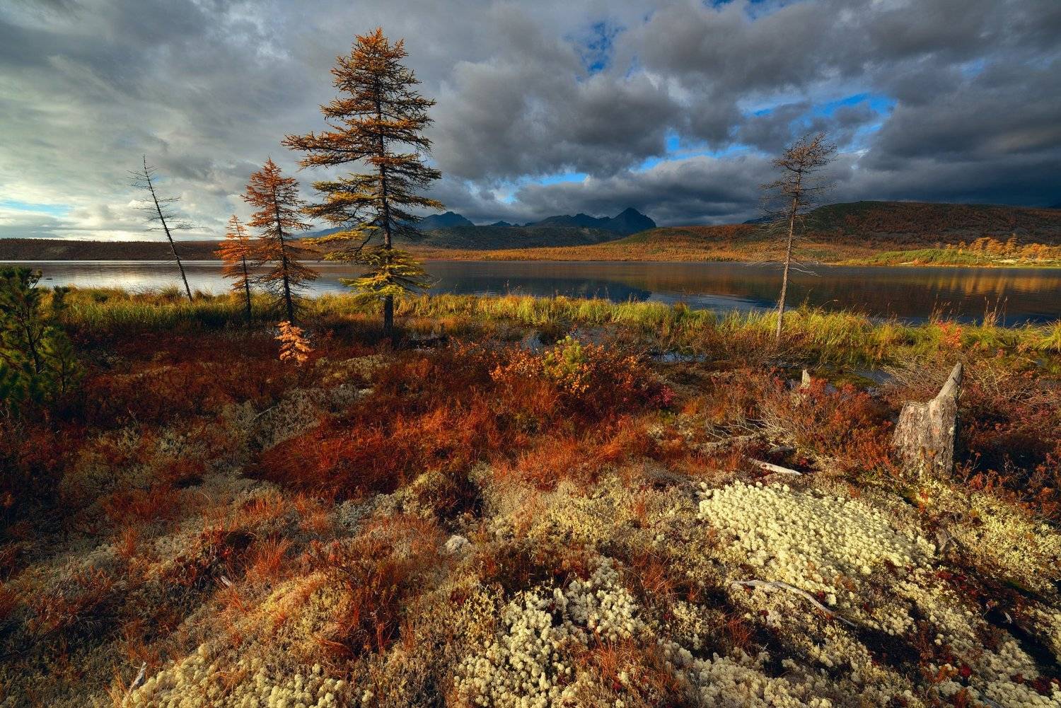 , Максим Евдокимов ( www.wildphotorus.ru )