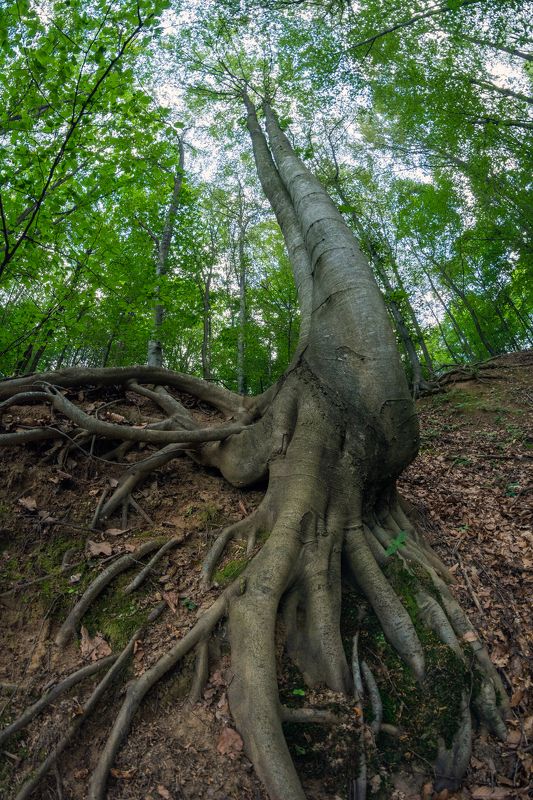 roots, tree, nature, landscape, mountain, fisheye, sky Roots фото превью