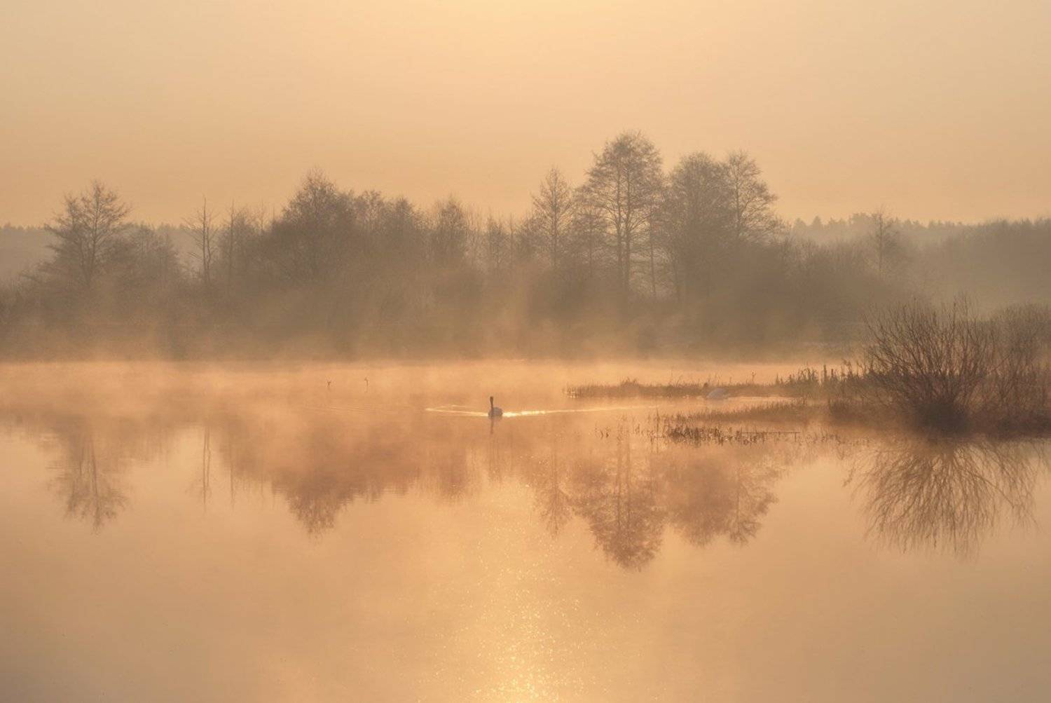 , Игорь Денисов