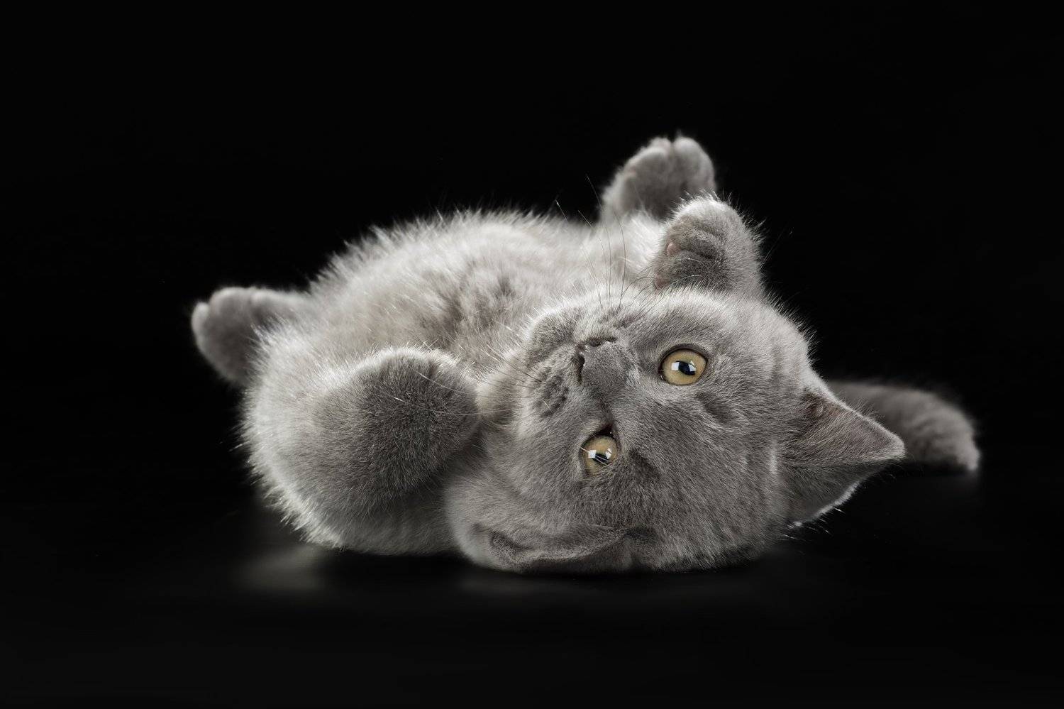 котенок, милый, прелестный, студия, черный фон, Светлана Писарева