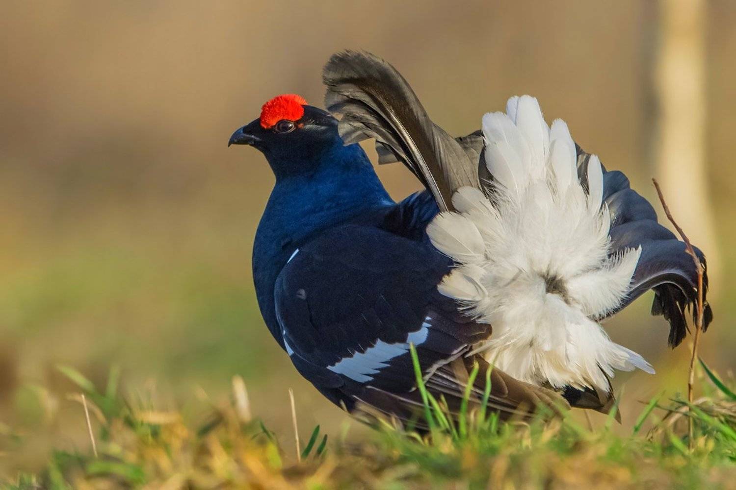 ожидание, Александр Маркелов