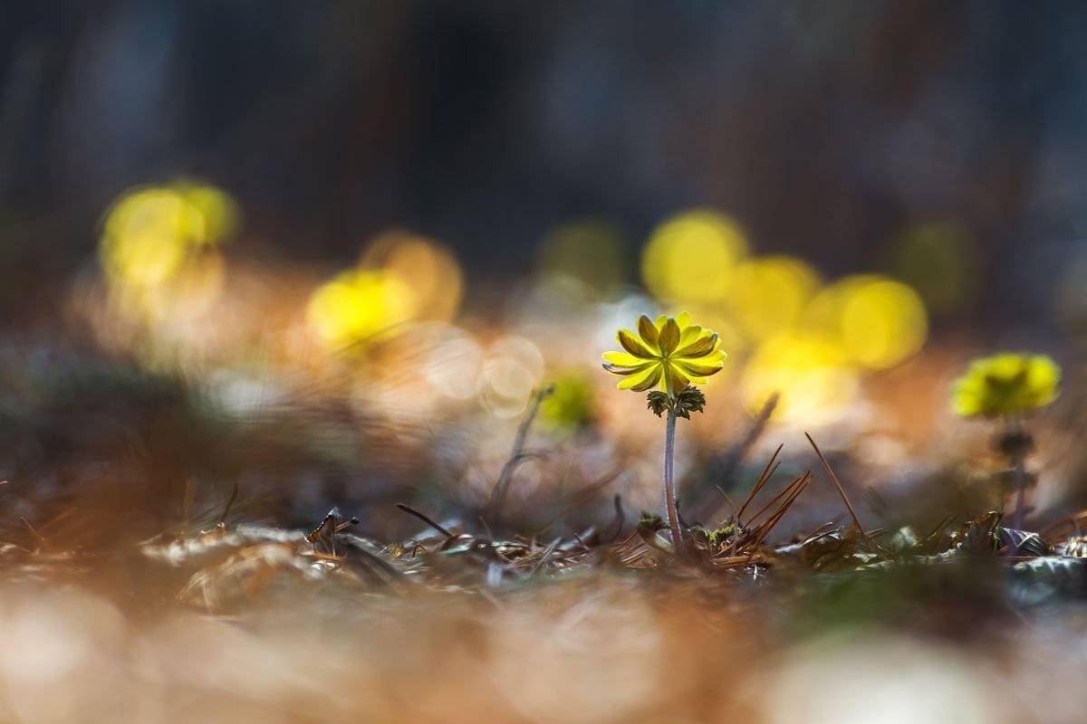 , Шинкарева Елена