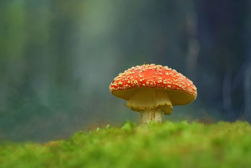 Мухомор считал веснушки под березой на опушке... фото превью