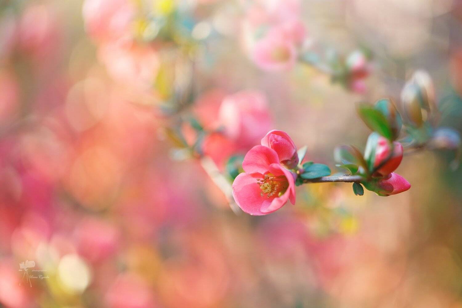 , Инна Сухова