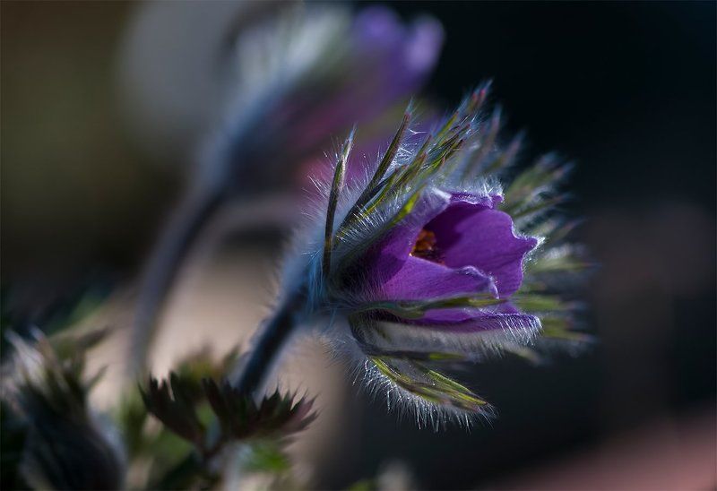 springtime,flower,color Pasque flower фото превью
