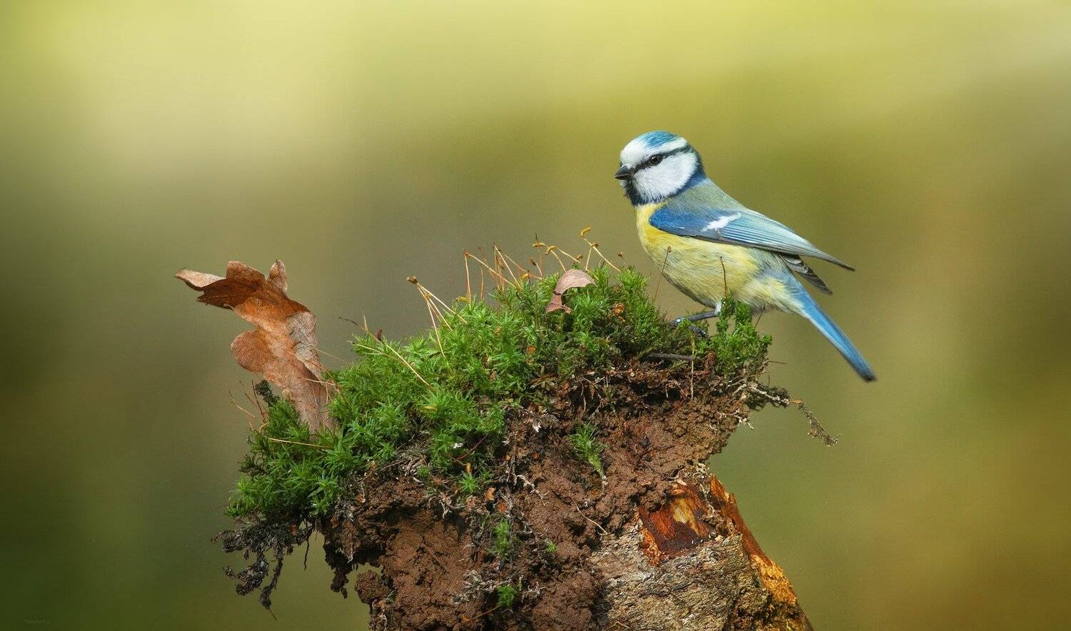 природа, лес, животные, птицы, Дмитрий Посевич