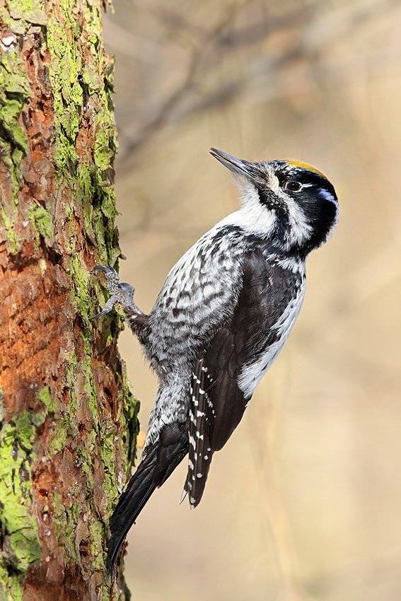 , Михаил Крюков