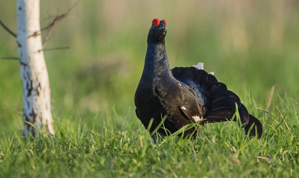 ожидание, Александр Маркелов