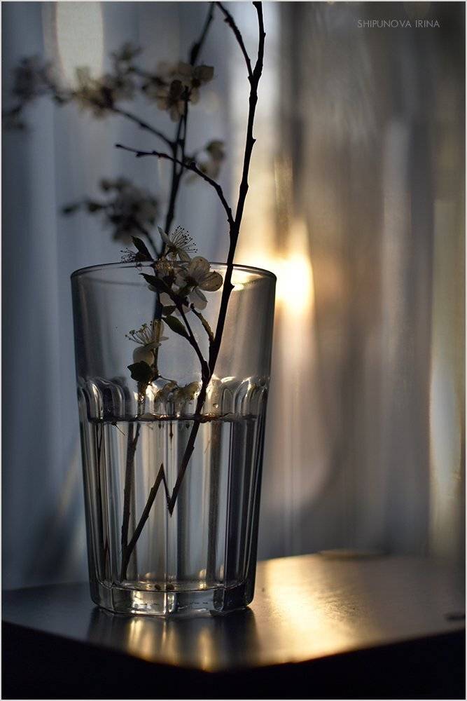 , Шипунова Ирина