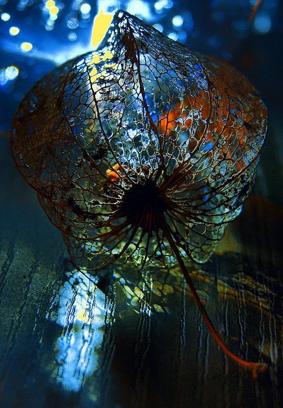 light, macro, sony, wake Mahnung Series © фото превью