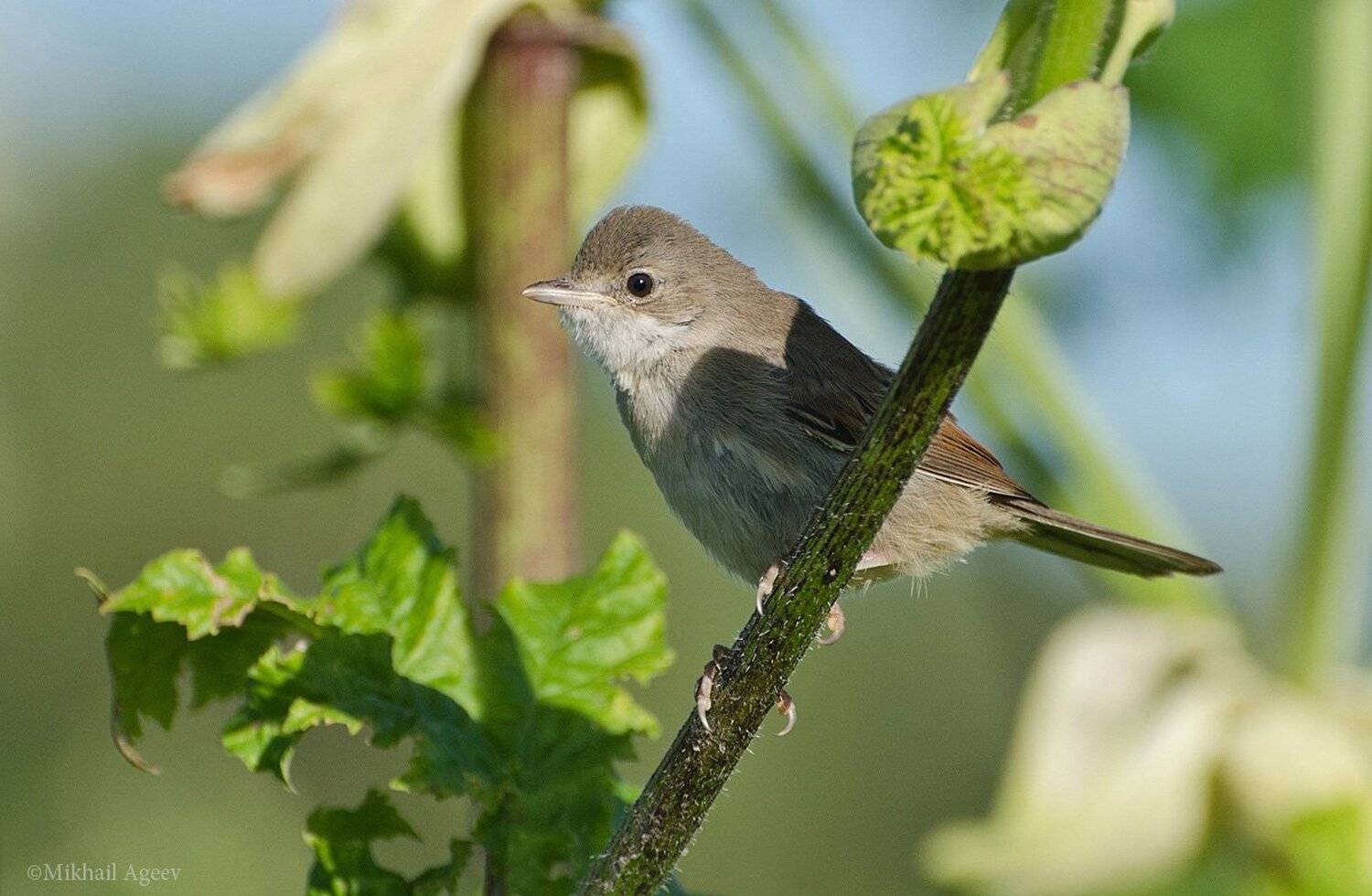 птица славка серая, Михаил Агеев