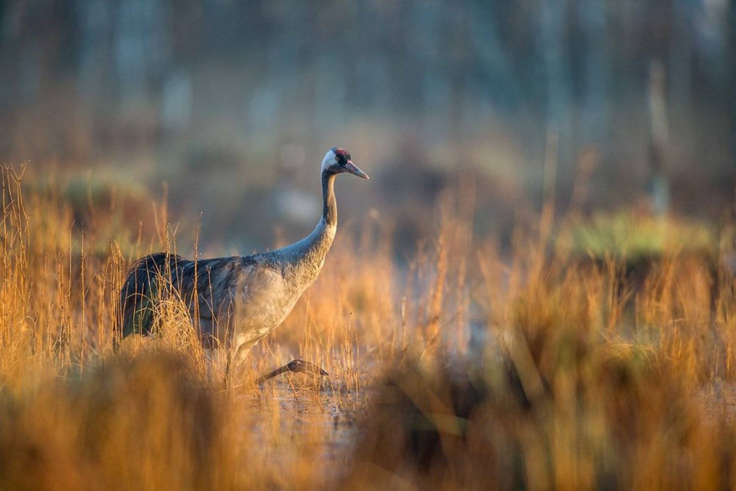 grus grus, Lukasz Dobkowski