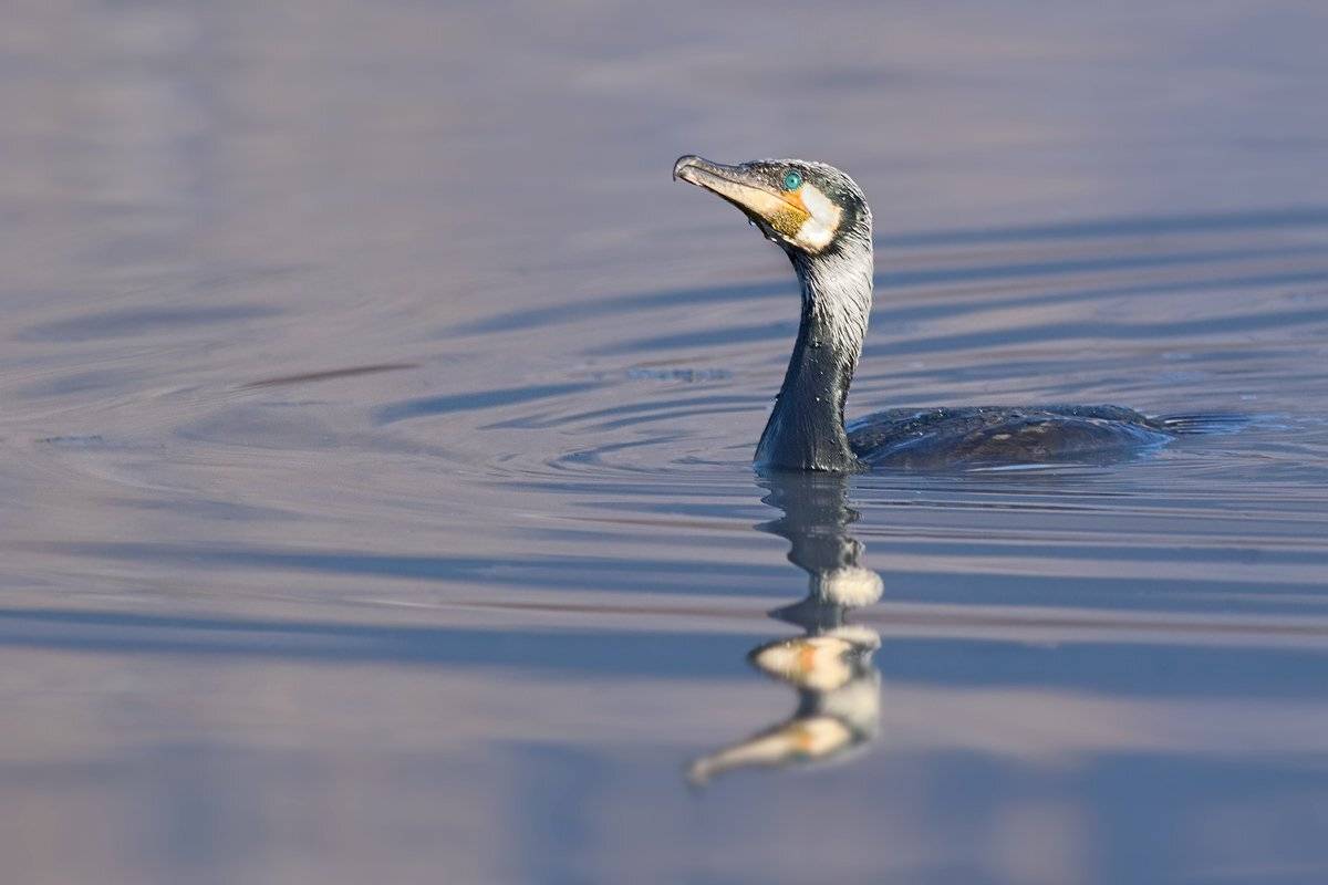 , Георги Славов