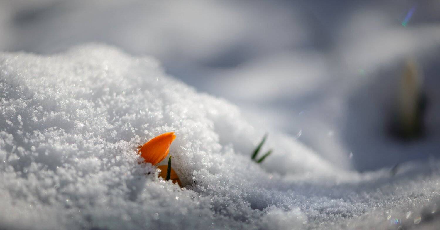 весна, апрель, снег, белый, пушистый, искрящийся, первоцветы, крокус, желтый,, Неля Рачкова