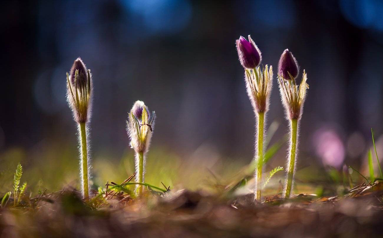 сон-трава, прострел, анемона, Галанзовская Оксана