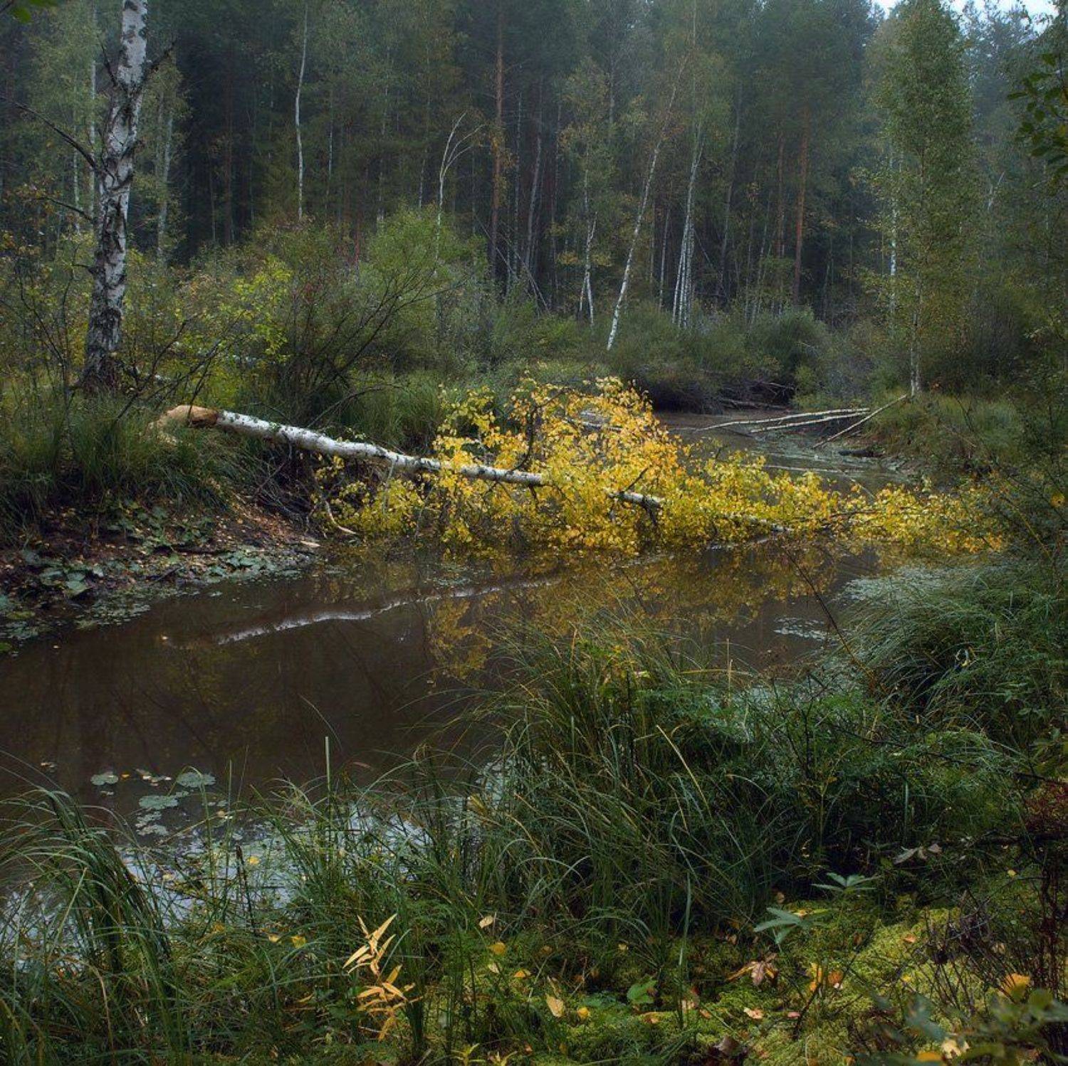черная порза береза желтый, Дмитрий Алексеев