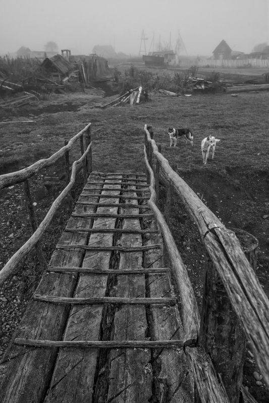лето алтай деревня собаки отпуск Незванные гости фото превью