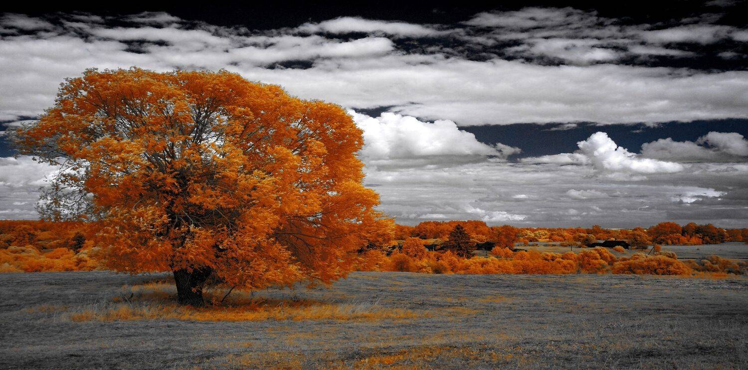 infrared,ик-фото,инфракрасное фото,инфракрасная фотография,пейзаж,природа,беларусь,лето, Sixten ( Сергей )