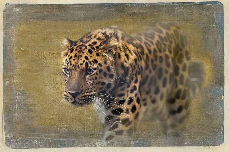 Другие кошки фото превью