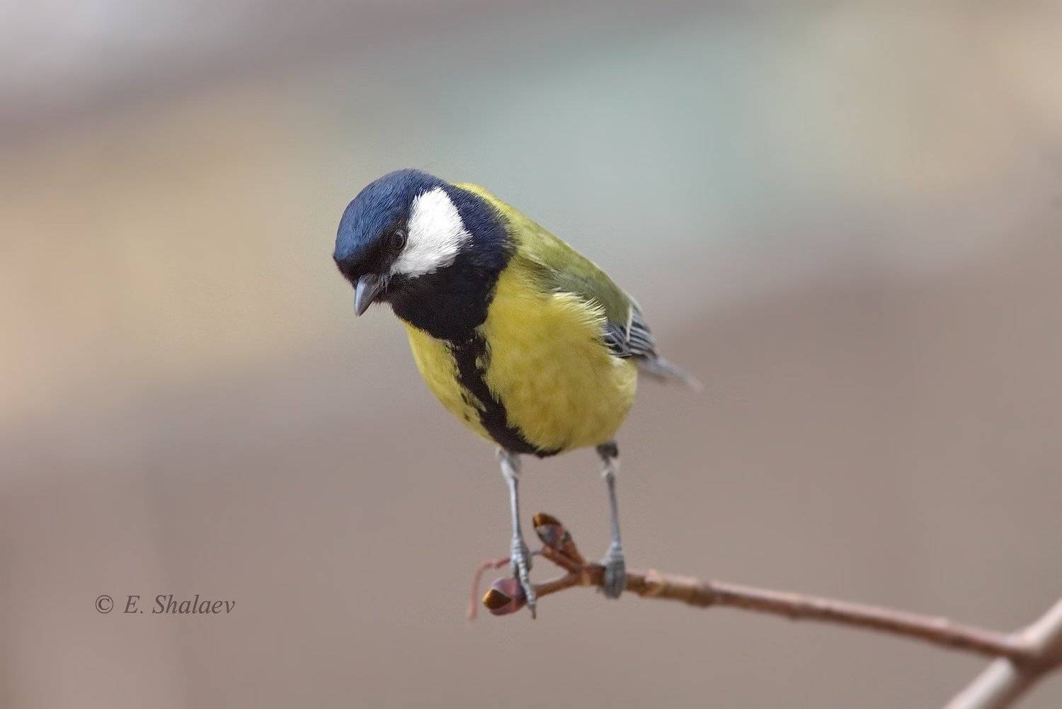 birds,great tit,parus major,большая синица,птица,птицы,синица,фотоохота, Евгений