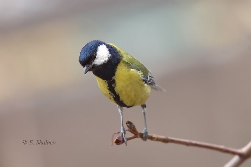 birds,great tit,parus major,большая синица,птица,птицы,синица,фотоохота Кто там ?! фото превью