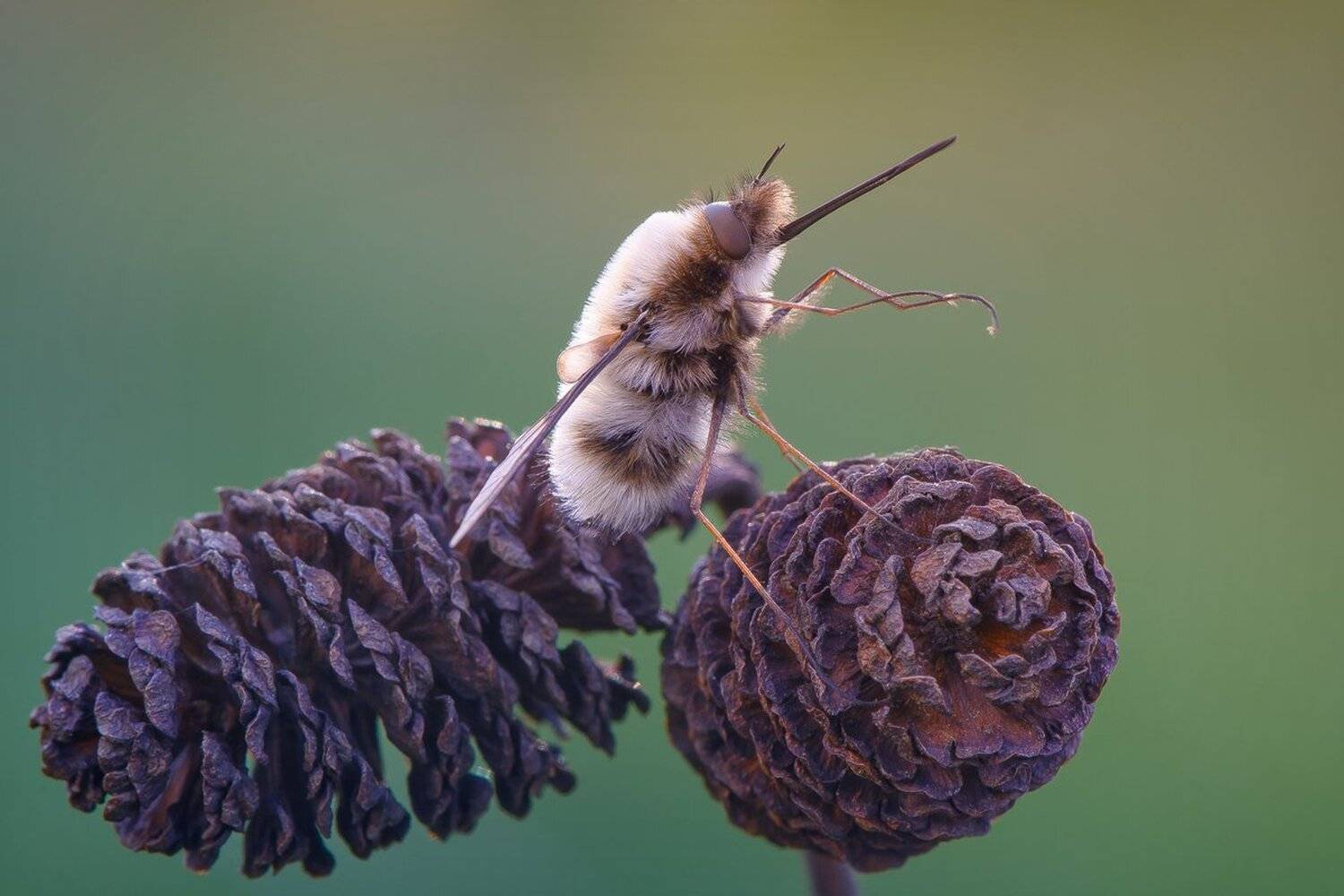 , Кузнецов Дмитрий