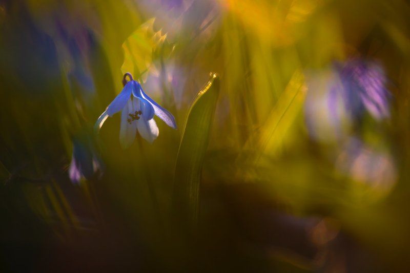 Пролески фото превью