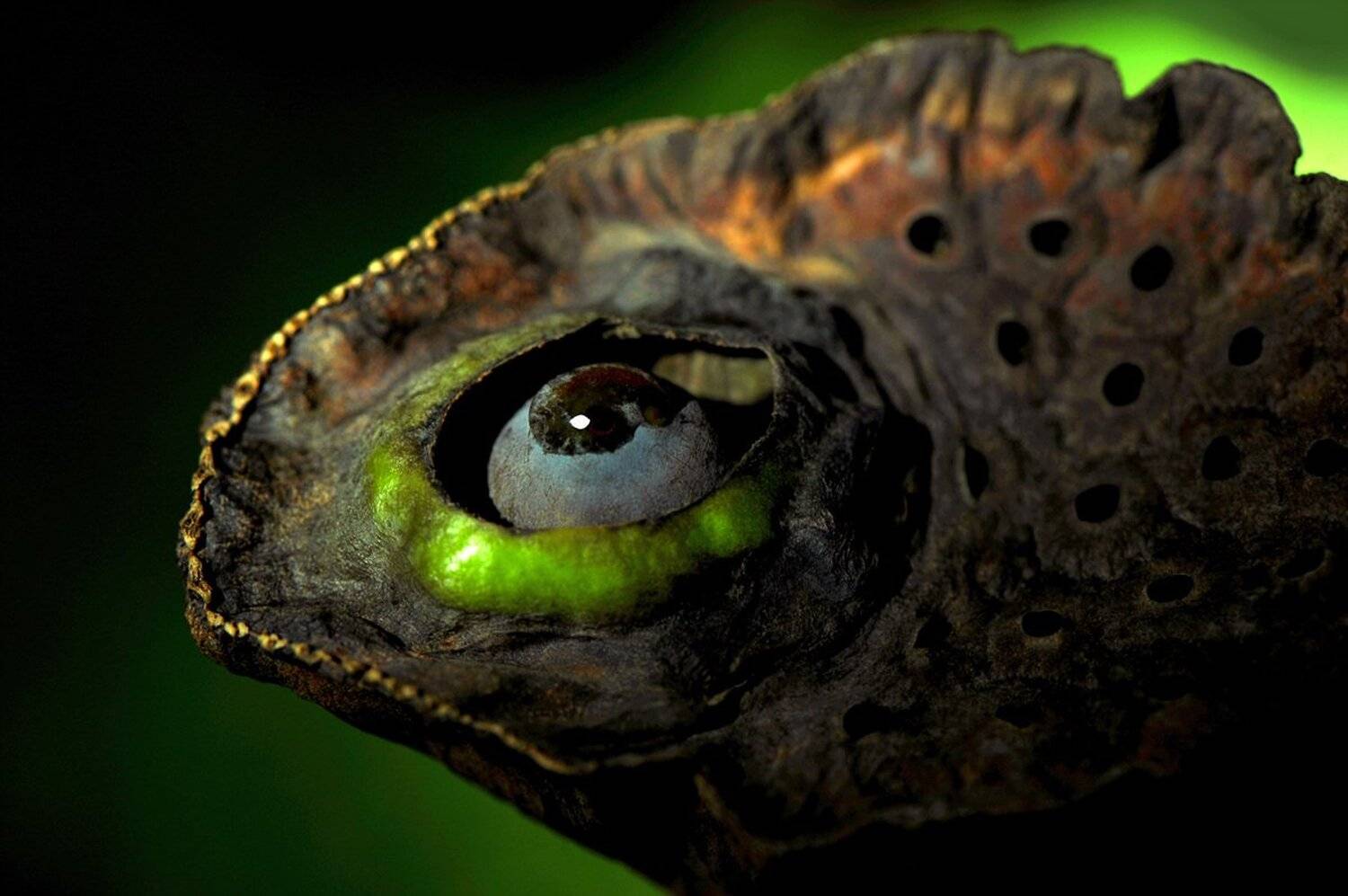 lotus, CHOI  JEONG KYU