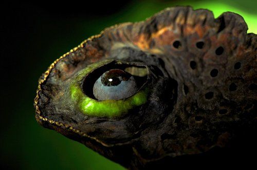 a lotus seed  bird