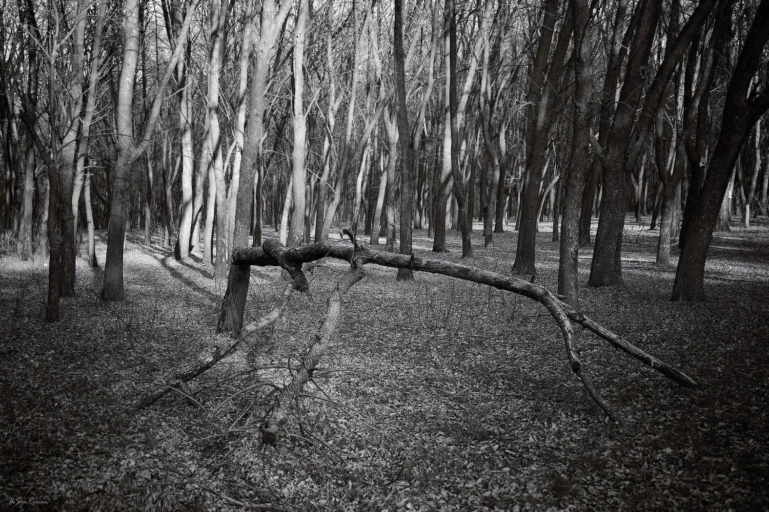 весна,парк,лес,ветки,дерево,сухостой, Roma Krasov ( Chitinskiy )