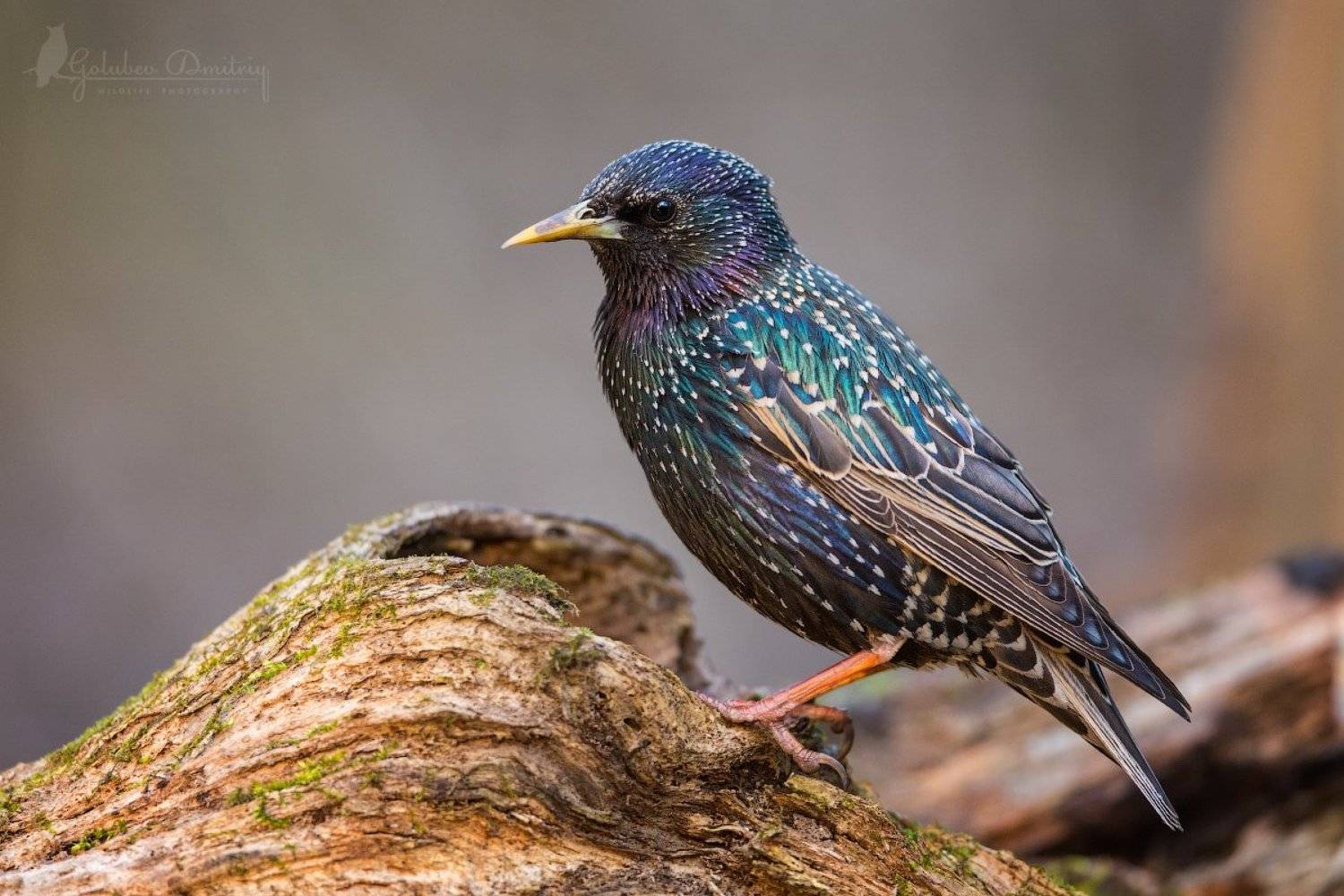 скворец, птицы, дикая природа, водопой, starling, bird, wildlife, Голубев Дмитрий